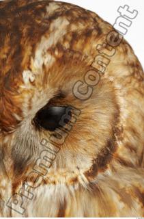 Tawny owl - Strix aluco 0003